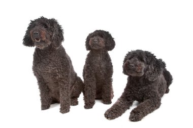 iki labradoodle ve bir kaniş köpek