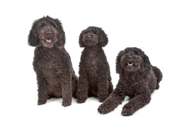 iki labradoodle ve bir kaniş köpek