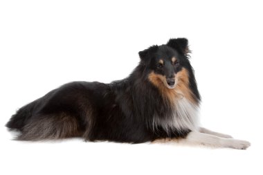 Shetland sheepdog clipart