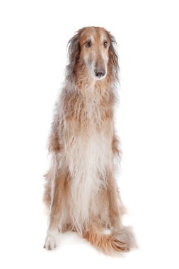 Borzoi ya da Rusça wolfhound