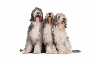 Üç sakallı kömür ocağı köpek