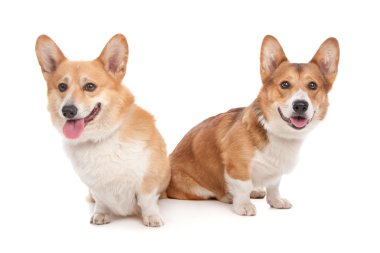 Pembroke Galce corgi