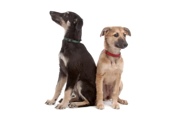 Dwa psy szczenię whippeta — Zdjęcie stockowe