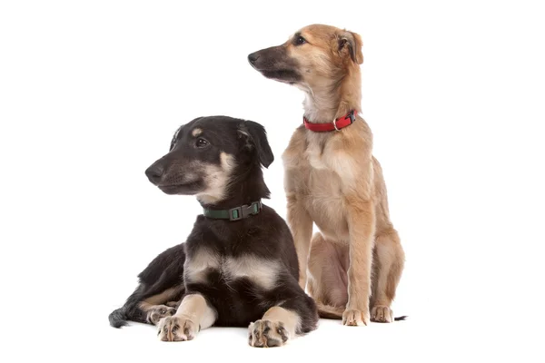 Dos perros cachorro whippet — Foto de Stock