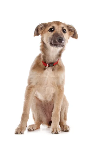 Tazı köpek yavrusu — Stok fotoğraf