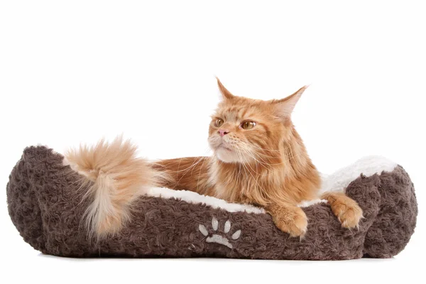Maine coon — Stock Photo, Image