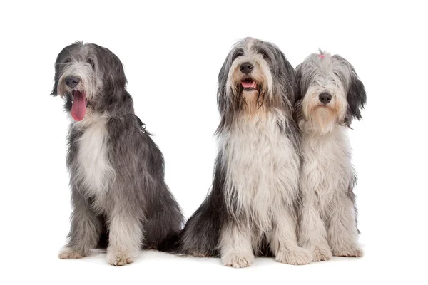 Trois chiens Collie barbu — Photo