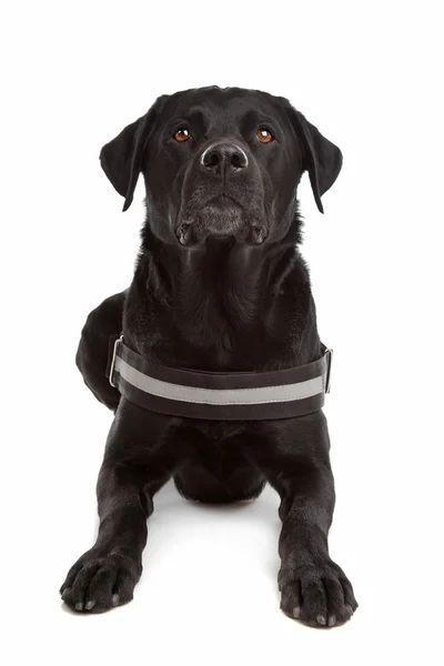 Mescolare cane di razza, Labrador, Rottweiler — Foto Stock