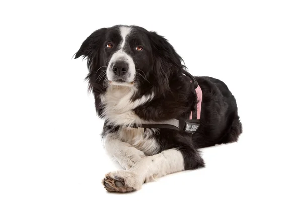 stock image Border collie sheepdog