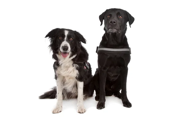 Border collie och en svart hund — Stockfoto