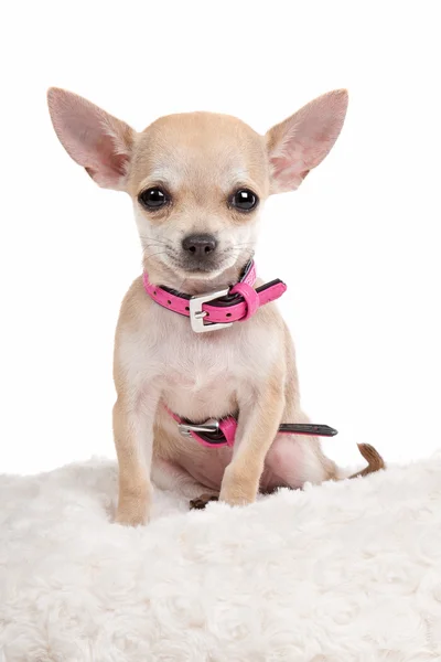 Stock image Chihuahua