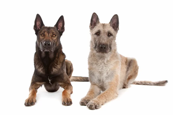 Two Belgian shepherd dogs — Stock Photo, Image