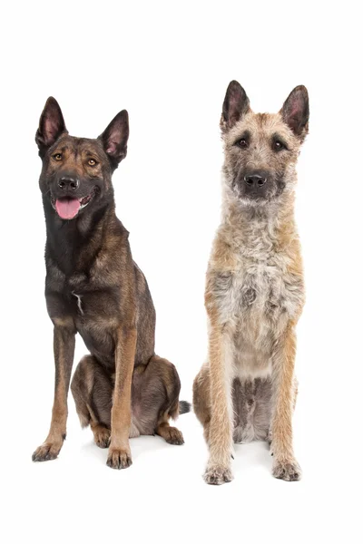 Deux chiens de berger belges — Photo