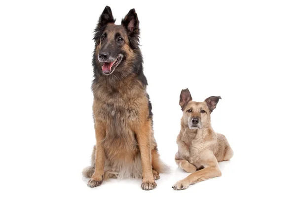 Belgisk vallhund och en blandras hund — Stockfoto