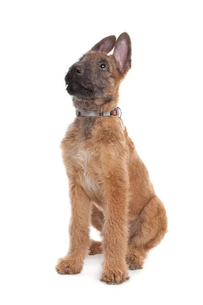 Belgian Shepherd Dog ,Laekenois — Stock Photo, Image