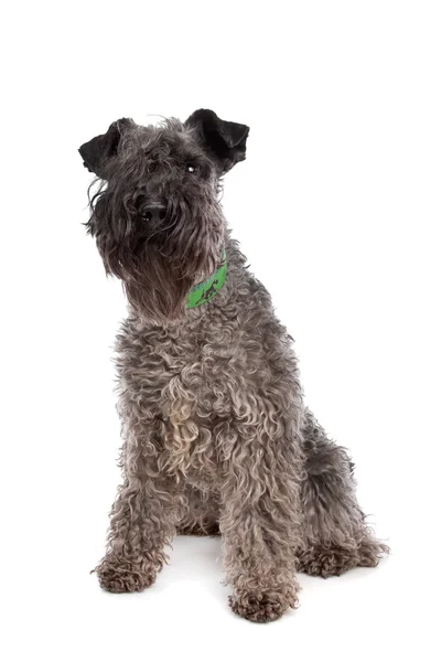 Kerry Blue Terrier — Stockfoto