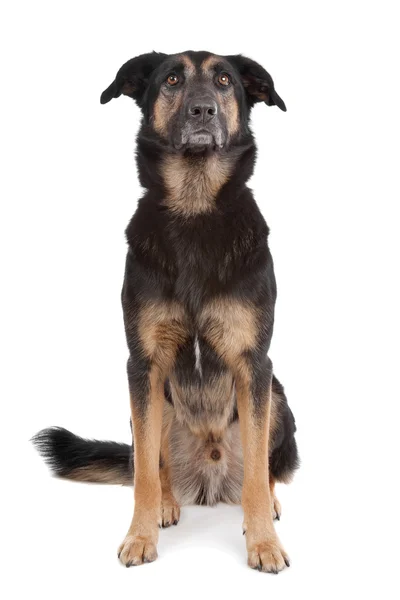 Пастушья собака смешанной породы — стоковое фото