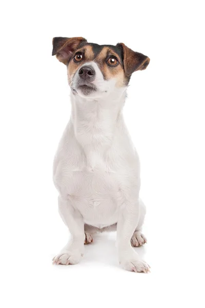 Jack russel Terrier — Stock Photo, Image