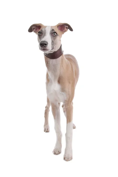 Whippet puppy dog — Stock Photo, Image