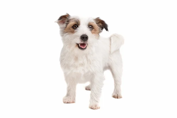 Jack russel Terrier — Stock Photo, Image