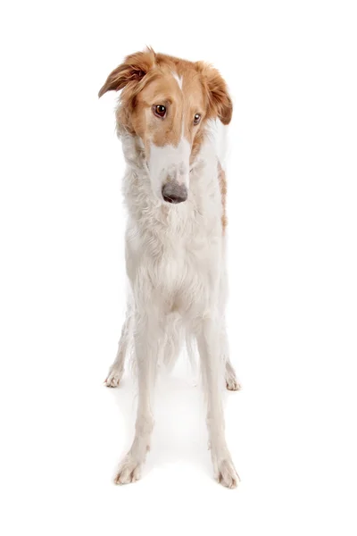 Borzoi or Russian Wolfhound — Stock Photo, Image