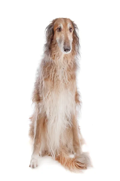 Borzoi or Russian Wolfhound — Stock Photo, Image
