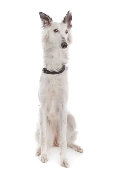 Cão de vento de seda — Fotografia de Stock