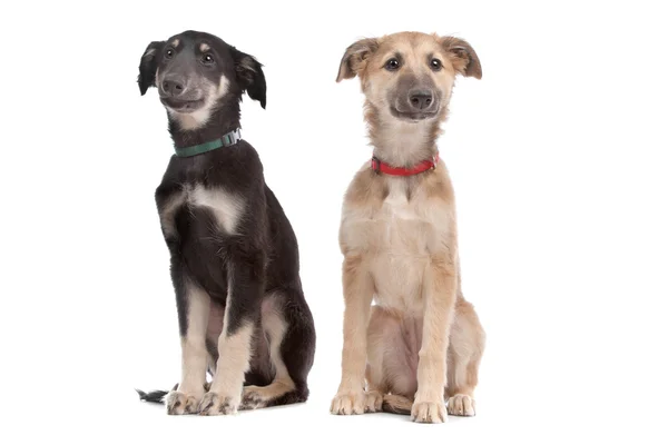 Twee whippet puppy honden — Stockfoto