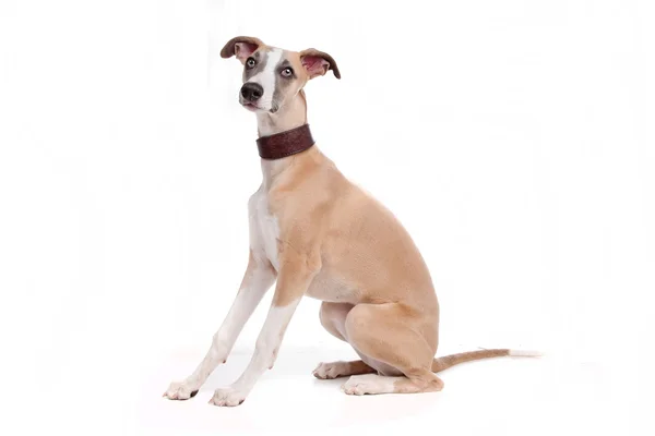 Whippet cane cucciolo — Foto Stock