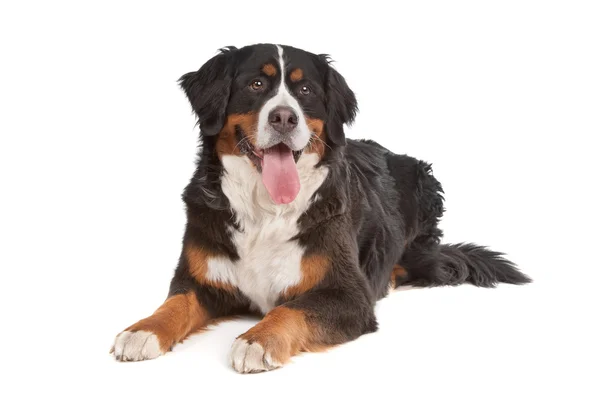 Berneński pies pasterski — Zdjęcie stockowe