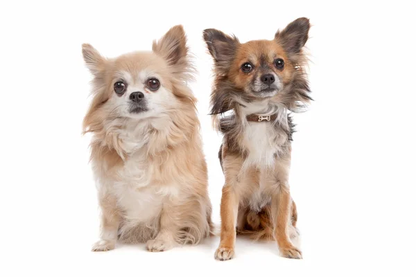 Chihuahua długowłosy — Zdjęcie stockowe