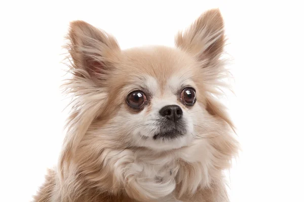 Chihuahua aux cheveux longs — Photo