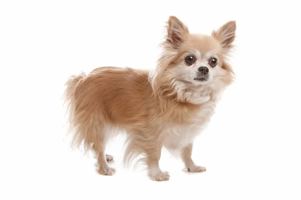 Chihuahua de pelo largo —  Fotos de Stock