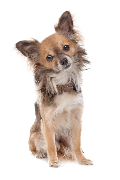 Langhaariger Chihuahua — Stockfoto