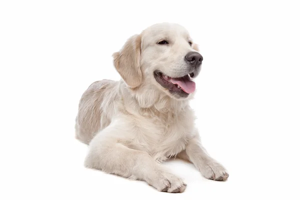 Golden retriever cão — Fotografia de Stock
