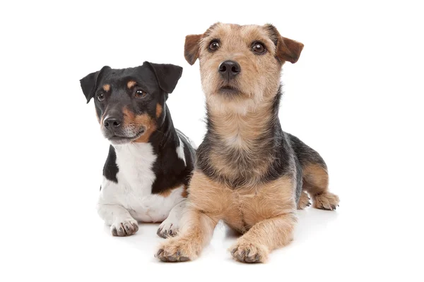 Jack Russel Terrier Hund und ein Mischlingshund — Stockfoto