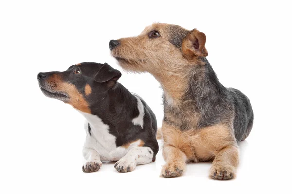 Jack Russel Terrier cane e un cane di razza mista — Foto Stock