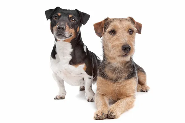 Jack Russel Terrier perro y un perro de raza mixta — Foto de Stock