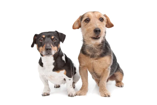 Jack russel terrier hond en een gemengd rashond — Stockfoto