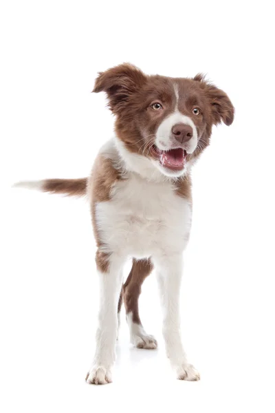 Sınır Collie köpeği — Stok fotoğraf