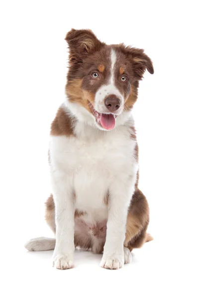 Border collie puppy — Stock Photo, Image