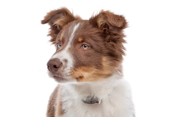 Border collie puppy — Stock Photo, Image