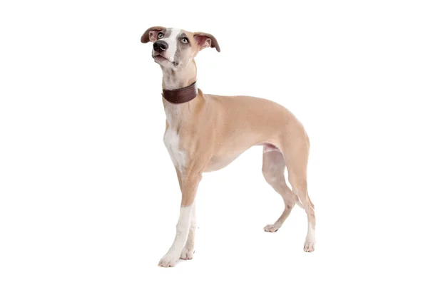 Whippet puppy dog Royalty Free Stock Images