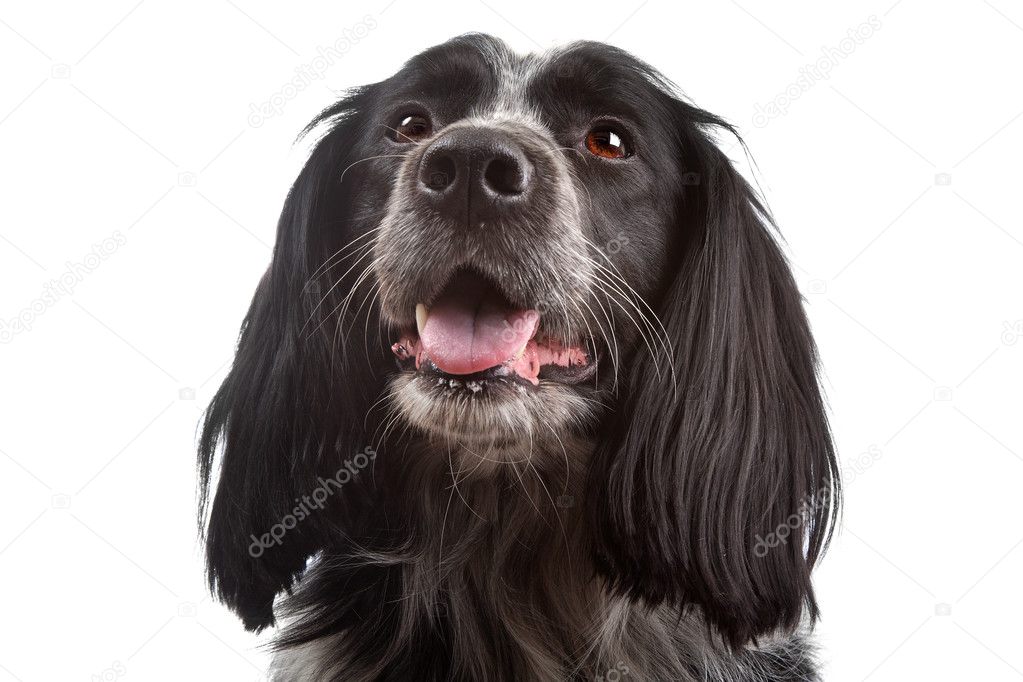 Black cocker spaniel border collie mix | Mixed breed dog.border collie