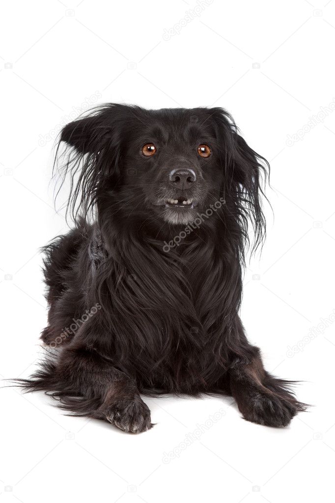 Markies or dutch Tulip hound — Stock Photo © eriklam #6359202