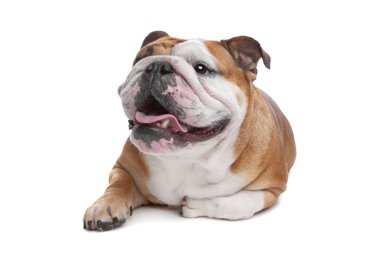 English Bulldog clipart