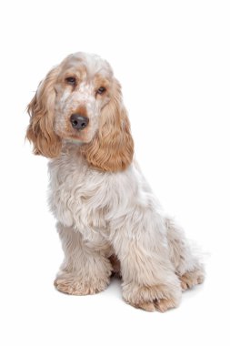 İngiliz cocker spaniel