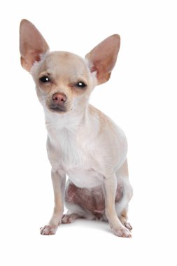 kısa saçlı chihuahua