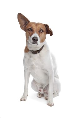 Mixed breed jack russel terrier clipart