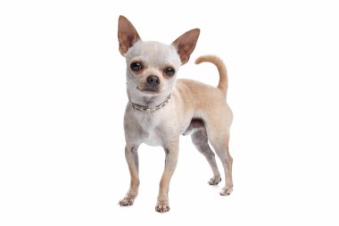 Short haired chihuahua clipart